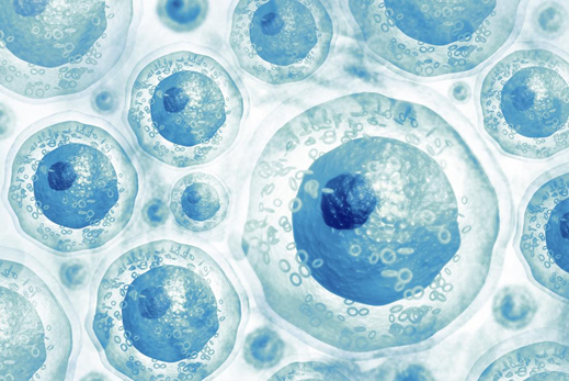 Tế bào gốc là gì và vai trò của tế bào gốc?